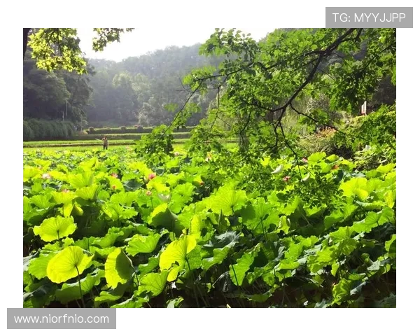 深度对话：杨静如何在足球世界中追寻梦想与成长